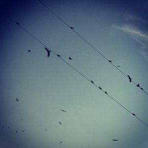 Meet your Posher, Renee